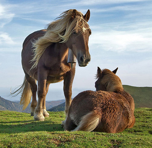 Caballos - imagen obtenida de Wikimedia Commons