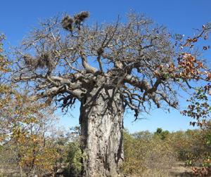 rbol de la alegra