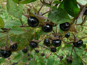 planta de la mujer bella