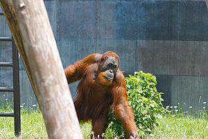 Orangutn