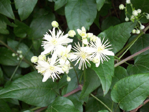 Vidalva blanca de las marismas