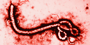 Imagen Ébola