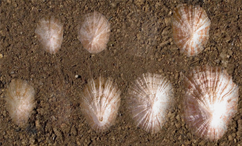 Ritual de las conchas