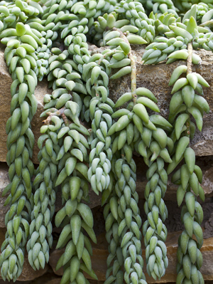 Trenza del Wukran - En realidad es una Sedum morganianum fotografiada en el jardn botnico de Tallinn, Estonia por Diego Delso - CC-By-SA 3.0