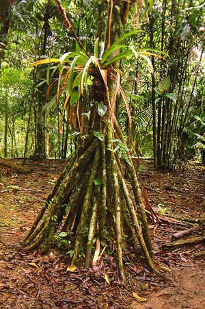 Fotografa de un caminante verde de Jimbleak - Imagen CC-SA 3.0 de la English language Wikipedia