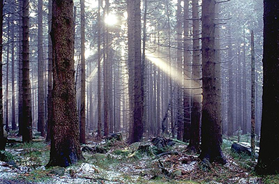 El bosque - Imagen de Andreas Tille CC-BY-SA 4.0