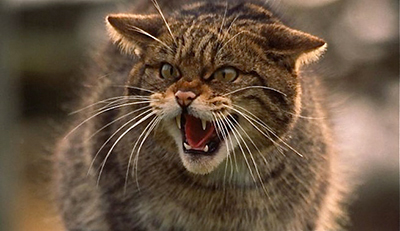 Gato callejero - Imagen de Pinterest de wakyma.com