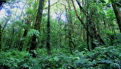 Un ejemplo de jungla, fotografa de pexels.com/CC0 - https://www.pexels.com/photo/asia-chiang-mai-doi-inthanon-environment-130150/