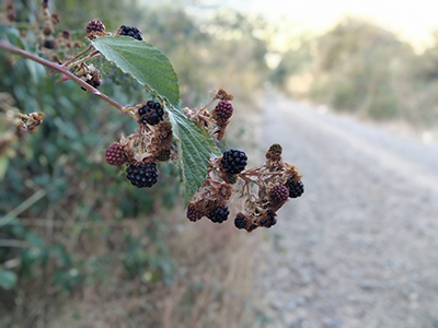 Zarzamora o rubus fruticosus, del orden de los rosales