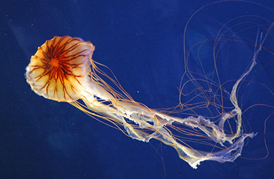 Medusa aguamar, imagen de Francesco Crippa - dsc_1320 CC BY 2.0