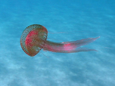 Medusa clavel, imagen de Pillon, Roberto - http://images.marinespecies.org/resized/48611_pelagia-noctiluca.jpg http://www.marinespecies.org/photogallery.php?album=676&pic=48611#photogallery. CC BY-SA 4.0