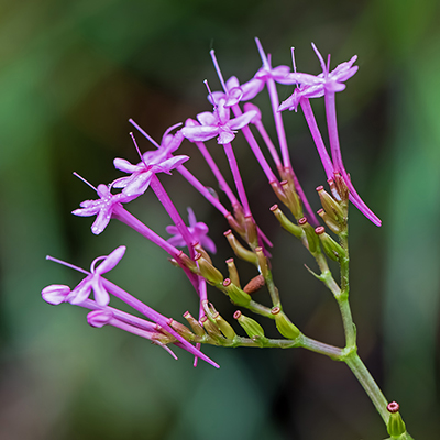 Flores lunares. Imagen de Ignacio Fdez Villar en https://ignacio56.blogspot.com/2013/11/centranthus-lecoqii.html