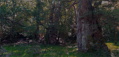 El bosque primordial. Imagen de Inma Gasteiz. CC BY-SA 4.0