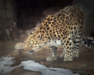 Eric Johnson (2017). Amur Leopard At Denver Zoo I. Wikimedia Commons. Licencia Creative Commons Atribuci�n Compartir Igual.