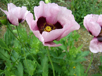La adormidera es la planta de la que se extrae el láudano. Imagen de «Por los caminos de málaga» CC BY 2.0. La adormidera es la planta de la que se extrae el láudano. Imagen de «Por los caminos de málaga» CC BY 2.0.