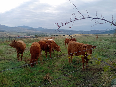 Jacobo Pe�a Conversa (2024). Ganado [Fotograf�a]. Licencia creative commons � atribuci�n � compartir igual.