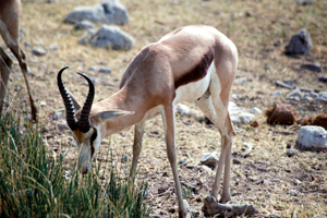 gacela colores