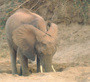 El Elefante y la Lluvia (un cuento de Entrovia)