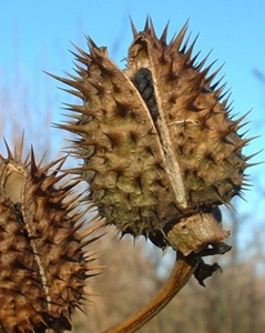 Higuera de la locura