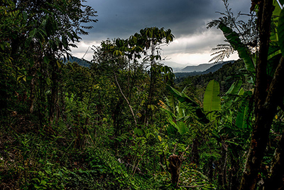 La jungla. Fotografa In the jungle, the mighty jungle de Mathias Ripp, CC BY 2.0