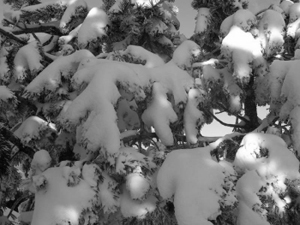 y las ramas ms bajas, cargadas de nieve como estaban, se doblaban sobre el tronco...